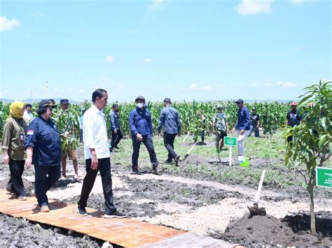 Foto Presiden Jokowi Tanam Pohon Mangga Bersama Para Petani