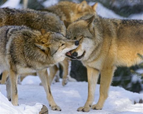 Волк Альфа самец (45 фото) | Wolf dog, Wolf pictures, Wolf photography