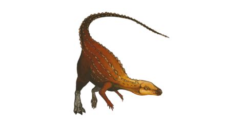 Ornithischia Scutellosaurus Biology T Shirt Teepublic