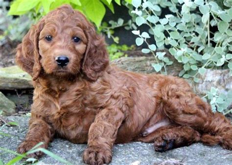 Irishdoodle Puppies for Sale - Keystone Puppies