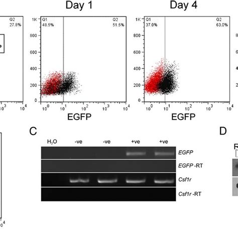 Downregulation Of Egfp Expression During Macrophage Differentiation