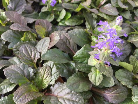 Bronze Ajuga Southwest Nursery Wholesale Landscaping Supplies