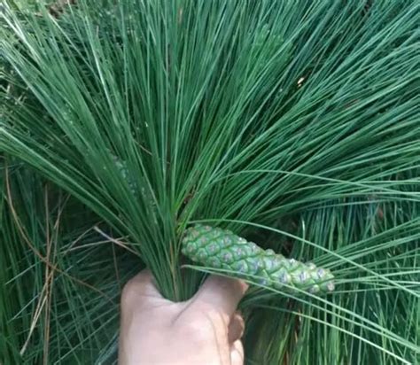 Terlaris Daun Pinus Segar 1kg Paket Jumbodaun Pinus Petik Langsung