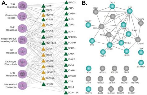 Human Pah Pbmcs Show Basal Toll Like Receptor Tlr Pathway Gene Download Scientific Diagram