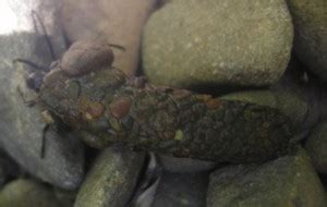 Identifying Caddisfly Larvae: Key Features And Habitat Information ...