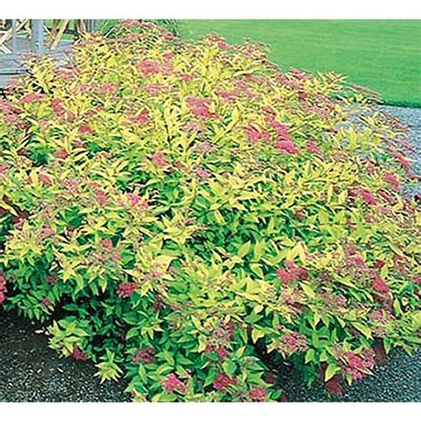 Shop 2 Gallon Pink Goldflame Spirea Flowering Shrub L8408 At