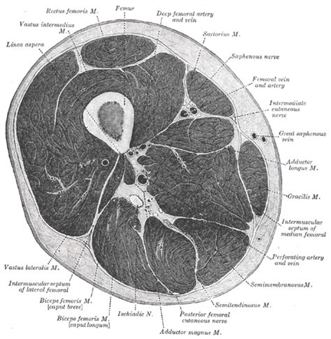 Sartorius Muscle Wikidoc