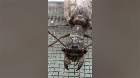 Самое большое летающее насекомое в мире - Муха Добсона. Крылатые ...