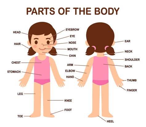 Las Partes Del Cuerpo Humano En Ingl S Verloop Io