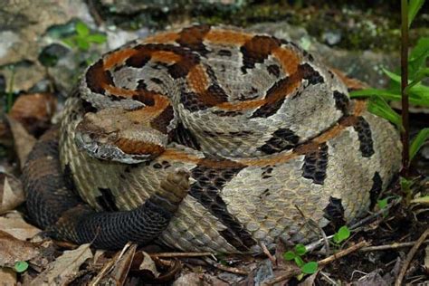 List Of Venomous Snakes Found In Each U S State Wildlife Informer