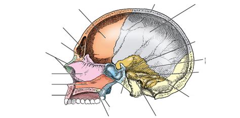 Lateral Aspect Of Interior Cranium Diagram Quizlet