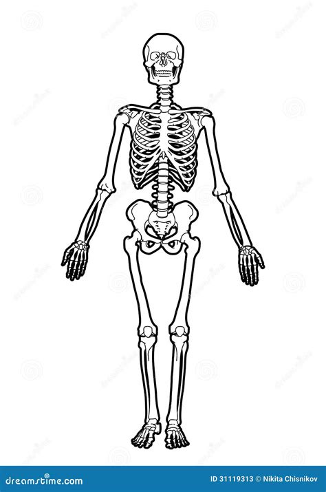 Human Skeleton Stock Vector Illustration Of Adult Physiology 31119313