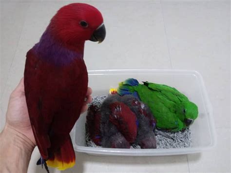 Baby Eclectus Parrot Parrots4homes