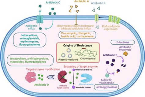 Antibiotic Adjuvants A Versatile Approach To Combat Antibiotic