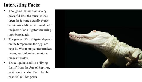 Pg 11 Alligator Mississippiensis