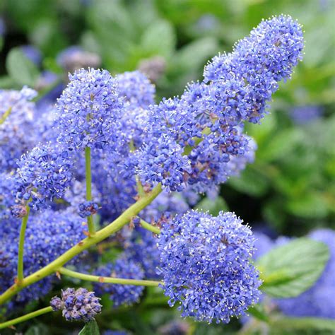 Ceanothus Yankee Point California Lilac Gardeners Dream