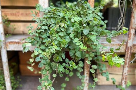 Come Scegliere Le Piante Ricadenti Per Il Balcone E Il Terrazzo