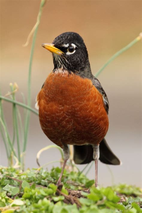 Robin Sings at Dawn – Nature in Novato