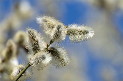 Twig Of Blossoming Pussy Willow On A Background Of Blue Sky Stock Photo Image Of Pouncing