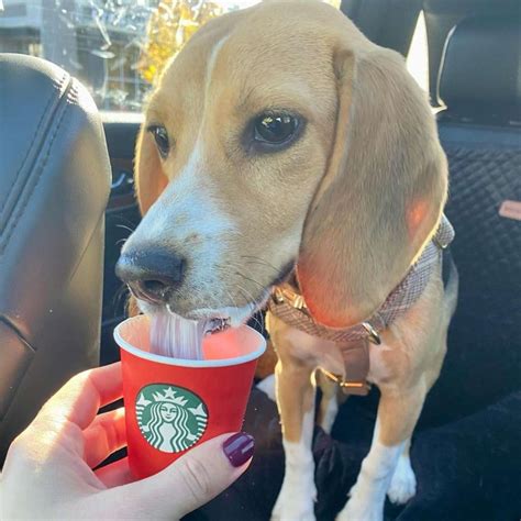 What Is A Starbucks Puppuccino Is It Free Barkpost