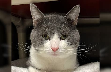 Meet Stormy Meow Mobiles Cat Of The Week Capitol City Now