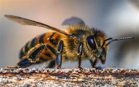 A Abelha É Um Inseto - Abelhas: características, alimentação, habitat e importância