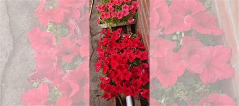 Рассада петунии купить в Красноярске | Товары для дома и дачи | Авито