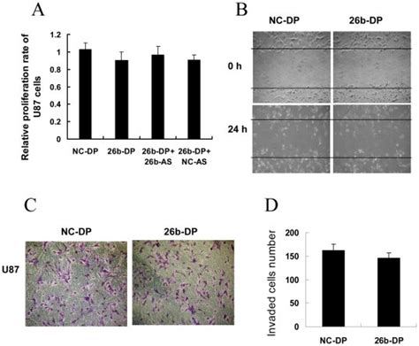 A Effect Of MiR 26b Over Expression On U87 MG Cell Proliferation U87