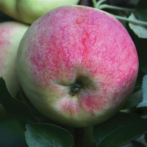 Яблоня штамбовая «Конфетное» – купить саженцы оптом и в розницу ...