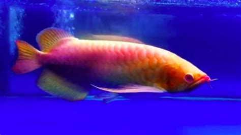 worlds  expensive arowana fish    red arowana fish