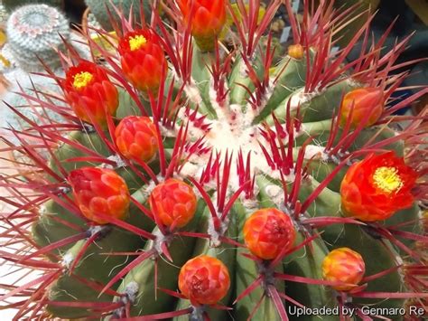 Ferocactus Pringlei