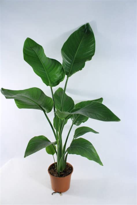 STRELICJA NICOLAI - Plantsforyou