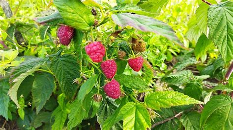 Ремонтантная малина Атлант, сигнальный урожай в очень сухое и жаркое ...