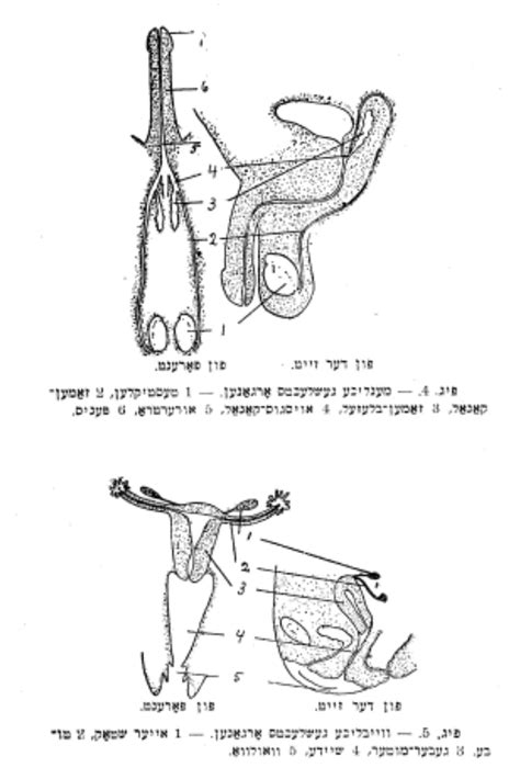Risqu And Radical Benzion Liber S X Rated Yiddish Sex Guide Jstor Daily