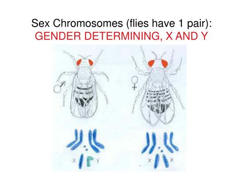 PPT Beyond Mendel Sex Linkage Human Genetics PowerPoint