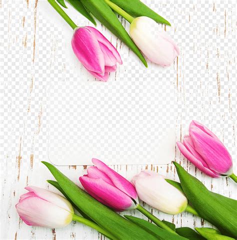 белые и розовые тюльпаны, Tulip Flower Poster, Красивые тюльпаны и ...