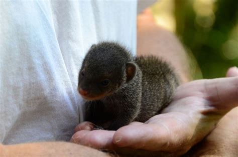 Babysitting A Banded Mongoose Pup In Marloth Park Marloth Park