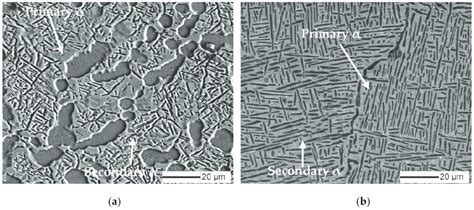 Microstructure Of Ti17 A Bimodal B Lamellar Download