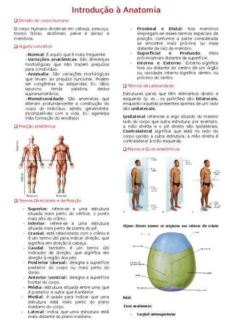 Anatomia Divisão Do Corpo Humano - 4 - Introdução à Anatomia - Introdução à Anatomia Divisão do corpo ...