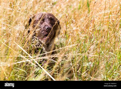 Attack Labrador Hiding in Long grass Stock Photo - Alamy