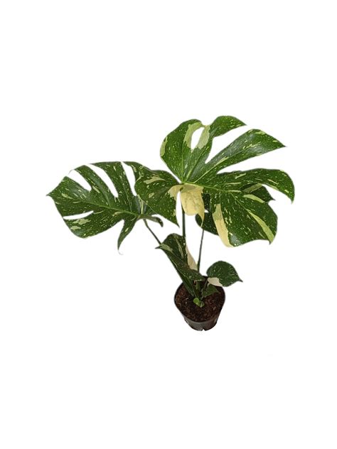 MONSTERA THAI CONSTELATION M17 50CM