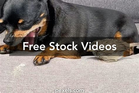 Honey And Sleep Videos, Download The BEST Free 4k Stock Video Footage ...
