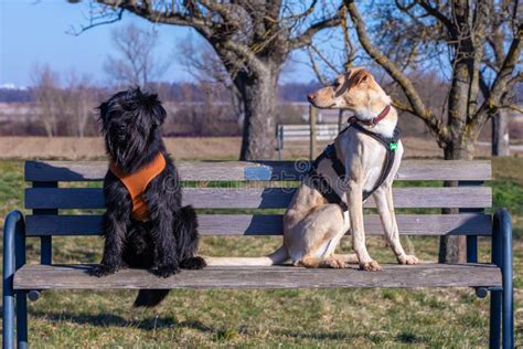 Two Dogs On A Park Bench Stock Photo Image Of Pack 244012872
