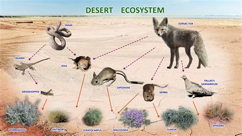 Desert Ecosystem Youtube