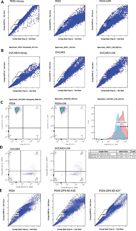 The novel ZIP4 regulation and its role in ovarian cancer | Oncotarget