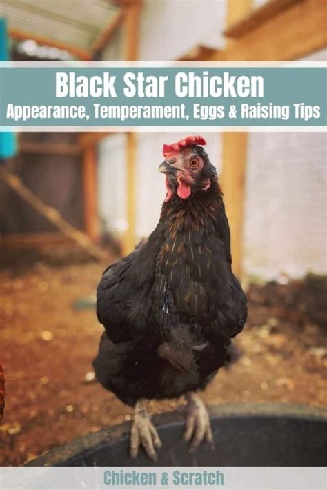 Black Star Chicken Appearance Temperament Eggs And Raising Tips