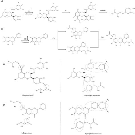 Mechanism Diagrams Of Oxidation For Mp Ecg A And Mp Bn B Proposed