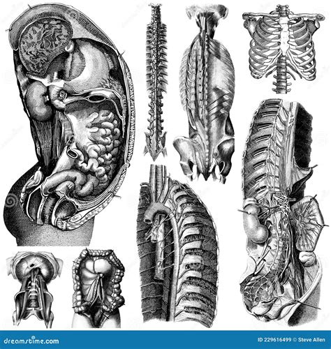 Anatomical And Medical Illustrations A Pictorial 5