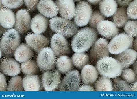 Expanded Buds On Pussy Willow Against White Background Royalty Free Stock Photography
