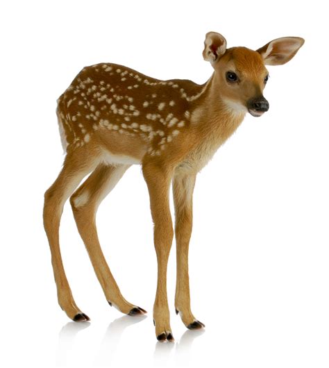 Fawn definition and meaning | Collins English Dictionary